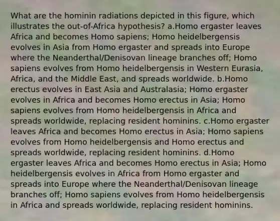 What are the hominin radiations depicted in this figure, which illustrates the out-of-Africa hypothesis? a.Homo ergaster leaves Africa and becomes Homo sapiens; Homo heidelbergensis evolves in Asia from Homo ergaster and spreads into Europe where the Neanderthal/Denisovan lineage branches off; Homo sapiens evolves from Homo heidelbergensis in Western Eurasia, Africa, and the Middle East, and spreads worldwide. b.Homo erectus evolves in East Asia and Australasia; Homo ergaster evolves in Africa and becomes Homo erectus in Asia; Homo sapiens evolves from Homo heidelbergensis in Africa and spreads worldwide, replacing resident hominins. c.Homo ergaster leaves Africa and becomes Homo erectus in Asia; Homo sapiens evolves from Homo heidelbergensis and Homo erectus and spreads worldwide, replacing resident hominins. d.Homo ergaster leaves Africa and becomes Homo erectus in Asia; Homo heidelbergensis evolves in Africa from Homo ergaster and spreads into Europe where the Neanderthal/Denisovan lineage branches off; Homo sapiens evolves from Homo heidelbergensis in Africa and spreads worldwide, replacing resident hominins.