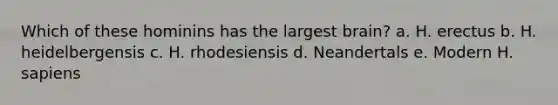 Which of these hominins has the largest brain? a. H. erectus b. H. heidelbergensis c. H. rhodesiensis d. Neandertals e. Modern H. sapiens