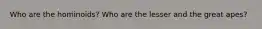 Who are the hominoids? Who are the lesser and the great apes?