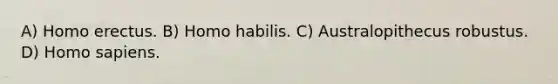 A) Homo erectus. B) Homo habilis. C) Australopithecus robustus. D) Homo sapiens.