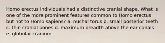 Homo erectus individuals had a distinctive cranial shape. What is one of the more prominent features common to Homo erectus but not to Homo sapiens? a. nuchal torus b. small posterior teeth c. thin cranial bones d. maximum breadth above the ear canals e. globular cranium