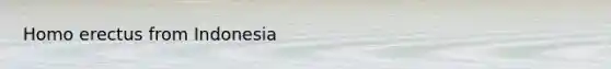 <a href='https://www.questionai.com/knowledge/kI1ONx7LAC-homo-erectus' class='anchor-knowledge'>homo erectus</a> from Indonesia