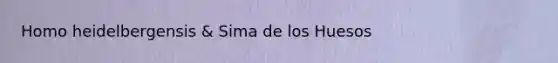 Homo heidelbergensis & Sima de los Huesos