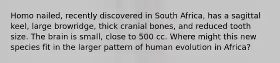 Homo nailed, recently discovered in South Africa, has a sagittal keel, large browridge, thick cranial bones, and reduced tooth size. The brain is small, close to 500 cc. Where might this new species fit in the larger pattern of human evolution in Africa?