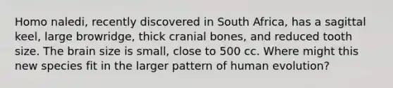 Homo naledi, recently discovered in South Africa, has a sagittal keel, large browridge, thick cranial bones, and reduced tooth size. The brain size is small, close to 500 cc. Where might this new species fit in the larger pattern of human evolution?