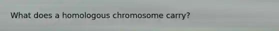 What does a homologous chromosome carry?