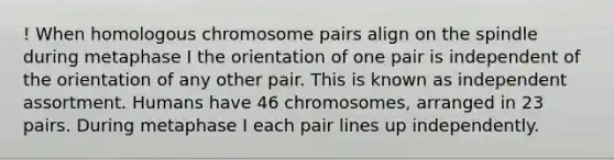 ! When homologous chromosome pairs align on the spindle during metaphase I the orientation of one pair is independent of the orientation of any other pair. This is known as independent assortment. Humans have 46 chromosomes, arranged in 23 pairs. During metaphase I each pair lines up independently.