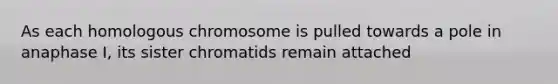 As each homologous chromosome is pulled towards a pole in anaphase I, its sister chromatids remain attached