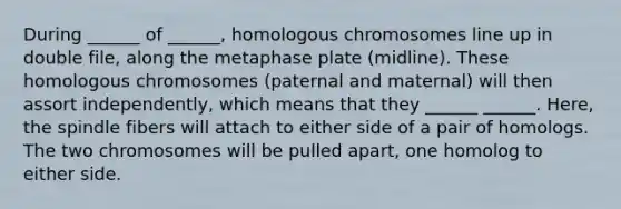 During ______ of ______, homologous chromosomes line up in double file, along the metaphase plate (midline). These homologous chromosomes (paternal and maternal) will then assort independently, which means that they ______ ______. Here, the spindle fibers will attach to either side of a pair of homologs. The two chromosomes will be pulled apart, one homolog to either side.