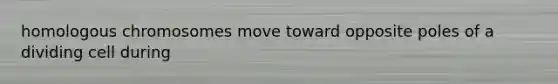 homologous chromosomes move toward opposite poles of a dividing cell during