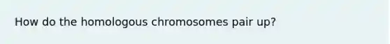 How do the homologous chromosomes pair up?