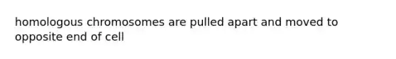 homologous chromosomes are pulled apart and moved to opposite end of cell