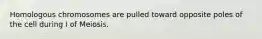 Homologous chromosomes are pulled toward opposite poles of the cell during I of Meiosis.