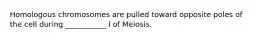 Homologous chromosomes are pulled toward opposite poles of the cell during ___________ I of Meiosis.