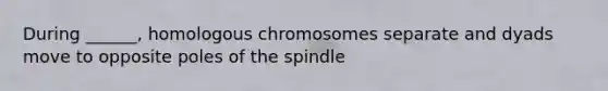 During ______, homologous chromosomes separate and dyads move to opposite poles of the spindle