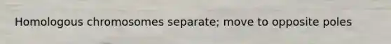 Homologous chromosomes separate; move to opposite poles