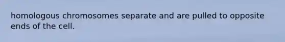 homologous chromosomes separate and are pulled to opposite ends of the cell.