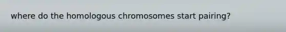 where do the homologous chromosomes start pairing?