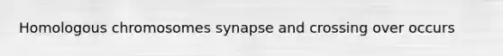 Homologous chromosomes synapse and crossing over occurs