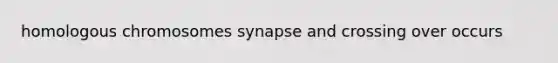 homologous chromosomes synapse and crossing over occurs