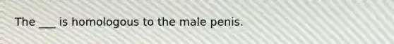 The ___ is homologous to the male penis.