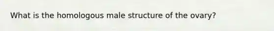 What is the homologous male structure of the ovary?