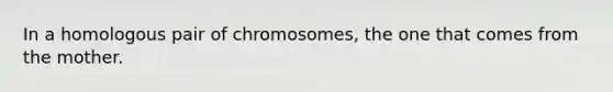 In a homologous pair of chromosomes, the one that comes from the mother.