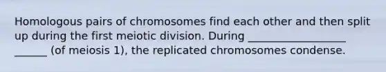 Homologous pairs of chromosomes find each other and then split up during the first meiotic division. During __________________ ______ (of meiosis 1), the replicated chromosomes condense.