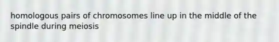 homologous pairs of chromosomes line up in the middle of the spindle during meiosis