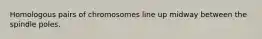 ​Homologous pairs of chromosomes line up midway between the spindle poles.