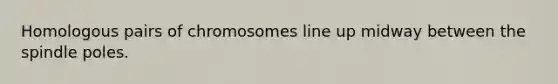 ​Homologous pairs of chromosomes line up midway between the spindle poles.