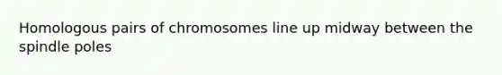 Homologous pairs of chromosomes line up midway between the spindle poles