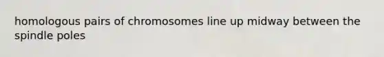 homologous pairs of chromosomes line up midway between the spindle poles