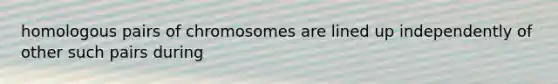 homologous pairs of chromosomes are lined up independently of other such pairs during