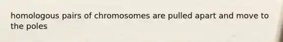 homologous pairs of chromosomes are pulled apart and move to the poles