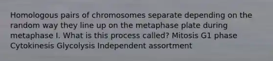 Homologous pairs of chromosomes separate depending on the random way they line up on the metaphase plate during metaphase I. What is this process called? Mitosis G1 phase Cytokinesis Glycolysis Independent assortment