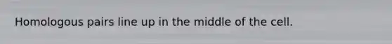 Homologous pairs line up in the middle of the cell.