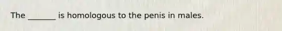 The _______ is homologous to the penis in males.