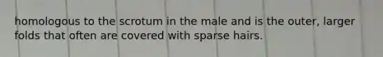 homologous to the scrotum in the male and is the outer, larger folds that often are covered with sparse hairs.