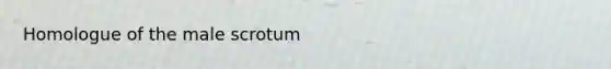 Homologue of the male scrotum