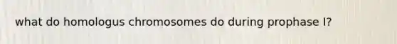 what do homologus chromosomes do during prophase I?