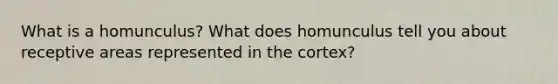 What is a homunculus? What does homunculus tell you about receptive areas represented in the cortex?