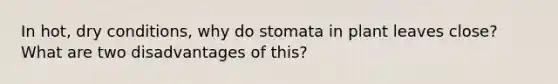 In hot, dry conditions, why do stomata in plant leaves close? What are two disadvantages of this?