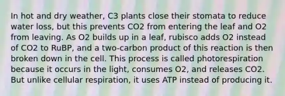 In hot and dry weather, C3 plants close their stomata to reduce water loss, but this prevents CO2 from entering the leaf and O2 from leaving. As O2 builds up in a leaf, rubisco adds O2 instead of CO2 to RuBP, and a two-carbon product of this reaction is then broken down in the cell. This process is called photorespiration because it occurs in the light, consumes O2, and releases CO2. But unlike <a href='https://www.questionai.com/knowledge/k1IqNYBAJw-cellular-respiration' class='anchor-knowledge'>cellular respiration</a>, it uses ATP instead of producing it.