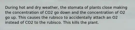During hot and dry weather, the stomata of plants close making the concentration of CO2 go down and the concentration of O2 go up. This causes the rubisco to accidentally attach an O2 instead of CO2 to the rubisco. This kills the plant.