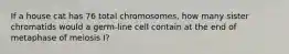 If a house cat has 76 total chromosomes, how many sister chromatids would a germ-line cell contain at the end of metaphase of meiosis I?