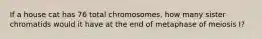 If a house cat has 76 total chromosomes, how many sister chromatids would it have at the end of metaphase of meiosis I?