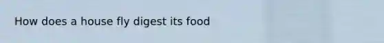 How does a house fly digest its food