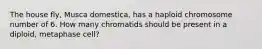 The house fly, Musca domestica, has a haploid chromosome number of 6. How many chromatids should be present in a diploid, metaphase cell?