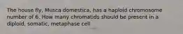 The house fly, Musca domestica, has a haploid chromosome number of 6. How many chromatids should be present in a diploid, somatic, metaphase cell